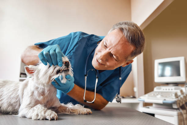 Best Emergency Wisdom Teeth Removal in Jacksboro, TX